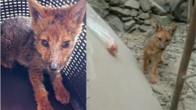 Photo of En Lima compraron un perrito y resultó ser un zorro, será enviado al zoológico