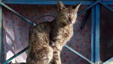 Photo of “Todos los gatos domésticos” presentan rasgos psicópatas, revela estudio científico