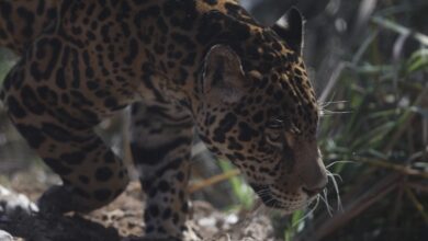 Photo of Un santuario de jaguares en México para aprender de la especie