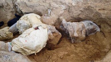 Photo of INAH halla restos de mamut de más de 10 mil años en Puebla