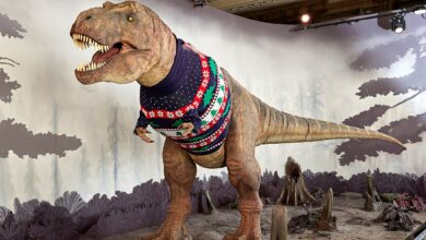 Photo of Tiranosaurio Rex del Museo de Historia Natural de Londres ¡Tiene suéter reciclable!