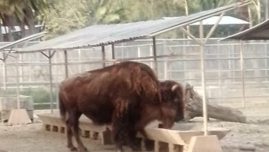 Photo of Fallece ‘la diabla’, la bisonta más longeva en zoológicos de la CDMX