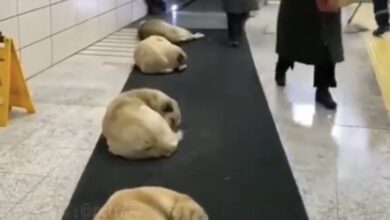Photo of Estación de metro en Turquía protege a perritos callejeros del frío