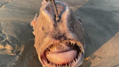 Photo of Turista halla pez de las profundidades en una playa de California