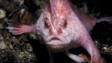 Photo of Captan un pez rosado ‘con manos’ por primera vez en más de dos décadas