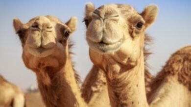 Photo of Descalifican a 43 camellos de concurso de belleza en Arabia Saudita por usar bótox