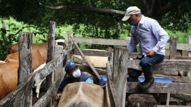 Photo of Veterinario en tu rancho, apoyo del Gobierno de Vila a pequeños productores ganaderos