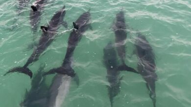 Photo of Varamiento masivo de delfines en Holbox; uno fallece