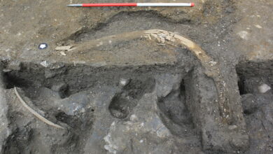 Photo of Descubren en Reino Unido los restos de al menos 5 mamuts de la Edad de Hielo