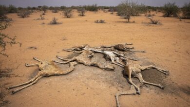 Photo of Jirafas mueren deshidratadas por sequías