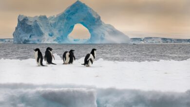 Photo of Descubren 77 especies de animales bajo la capa de hielo de la Antártida