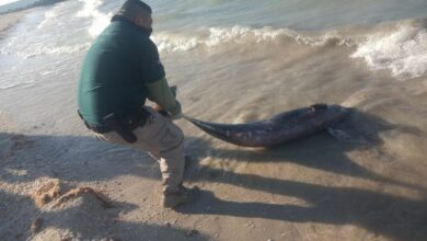 Photo of Entre las playas de Chelem y Chuburná recalan delfines muertos
