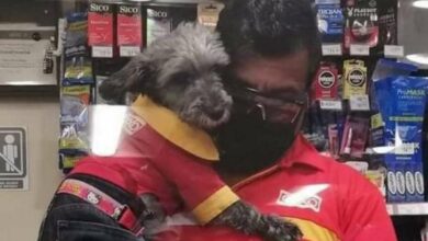 Photo of Captan a perrito ‘trabajador’ de Oxxo en caja para cobrar