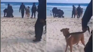 Photo of En Cancún, detienen a hombre porque paseaba a su perro en la playa