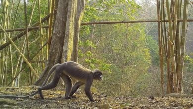 Photo of Un mono con ojeras blancas, entre las 224 especies descubiertas en el Mekong