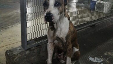 Photo of Policía Municipal de Mérida rescata un perro pitbull abandonado en el mercado San Benito