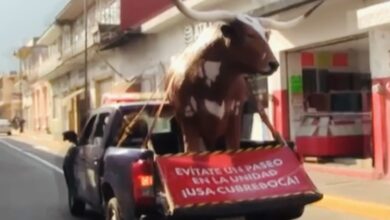 Photo of Surge el “Buey de la vergüenza” para quienes no usen cubrebocas en Orizaba