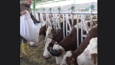 Photo of En Turquía usan lentes de realidad virtual en vacas para aumentar su producción de leche