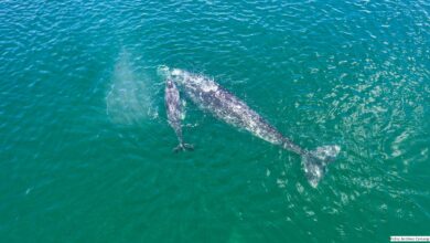 Photo of Llegan las primeras ballenas grises a las lagunas costeras de la Península de Baja California Sur