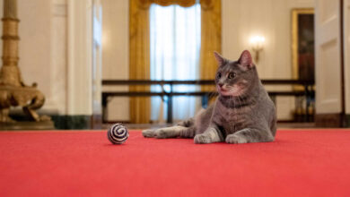 Photo of Willow, una gatita es la nueva habitante de la Casa Blanca