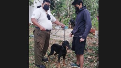 Photo of Guardaparques de Mérida evitaron que se ahogue un perrito