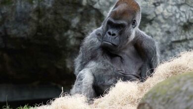 Photo of Ozzie, el gorila más viejo del mundo, murió a los 61 años en EU