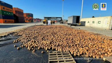 Photo of Colombia decomisa más de 19 mil cocos rellenos de cocaína líquida