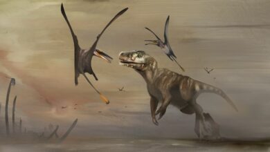 Photo of Hallan fósil de desconocido reptil volador que vivió hace 170 millones de años
