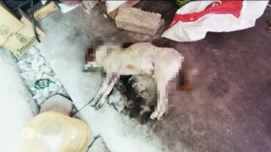 Photo of Diputada del PRI en Tlaxcala propone catalogar como “plaga” a los perros callejeros