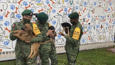 Photo of Sedena publica convocatoria para adoptar perritos jubilados del Ejército