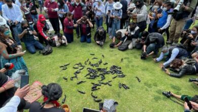 Photo of Liberación de ajolotes en canales de Xochimilco recibe críticas de maltrato animal