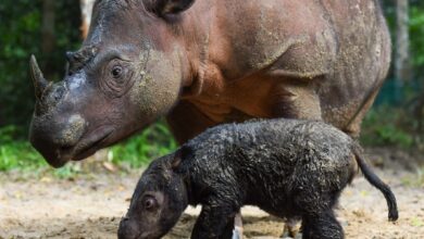 Photo of Nace una cría de rinoceronte en peligro de extinción en Indonesia