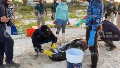 Photo of Orcas pigmeas que recalaron en Yucatán murieron por enfermedad, revela la necropsia