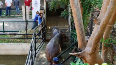Photo of Dos hipopótamos se despiden de «El Centenario»; se van al Estado de México