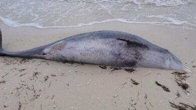 Photo of Aparece delfín muerto en Chelem