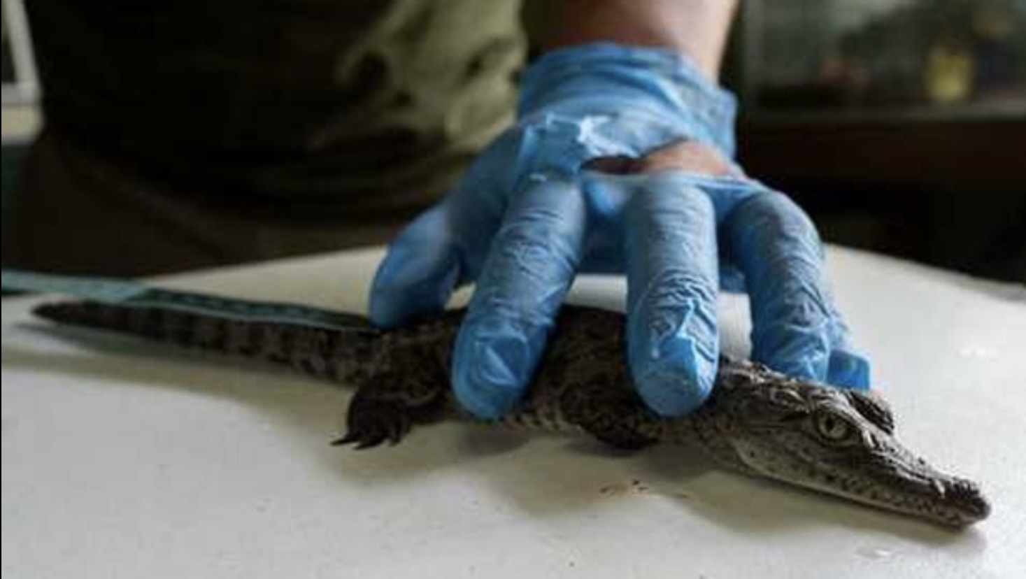 Nacen 4 cocodrilos de Tumbes en zoológico de Perú; están en peligro de  extinción | Con Acento
