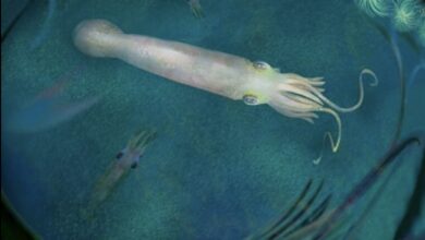 Photo of Hallan fósil del calamar más antiguo del mundo