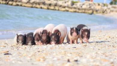 Photo of Iniciativa “Pig Beach” fomenta el cuidado del medio ambiente