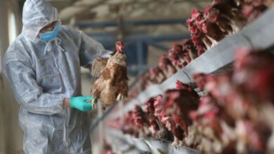 Photo of China detecta primer caso humano de gripe aviar H3N8
