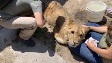 Photo of El león rescatado en Ecatepec está en peligro de morir: Profepa