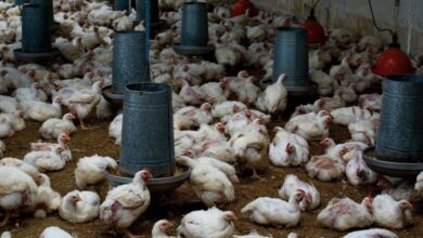 Photo of Estados Unidos confirma su primer caso humano de gripe aviar