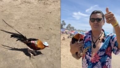 Photo of Hombre lleva a su gallo de vacaciones a la playa y se vuelve viral