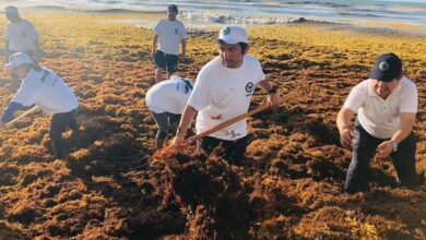 Photo of Autoridades ofrecen 9 mil pesos por recoger sargazo en Playa del Carmen