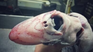 Photo of Hallan extraña criatura marina en Noruega; su aspecto ‘impacta’