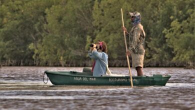 Photo of Observar aves en libertad, opción de turismo sustentable en Yucatán