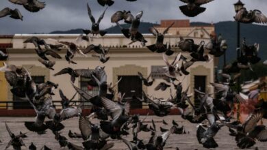 Photo of UNAM explica los riesgos de darle de comer a las palomas