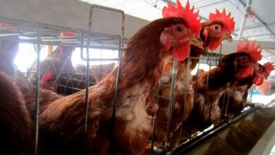 Photo of Se han detectado 10 casos de gripe aviar en granjas de Durango y Coahuila