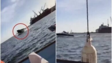Photo of En Sinaloa, ballena aplasta bote con dos pasajeros