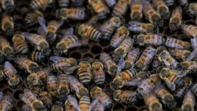 Photo of Empresa crea colmenas robotizadas para cuidar abejas