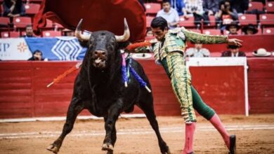 Photo of Juez prohíbe provisionalmente las corridas de toros en la Plaza México
